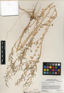 Herbarium Sheet of 